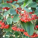 Cotoneaster lacteus
